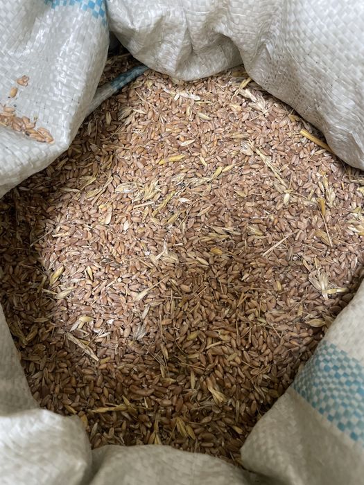 Пшеница,Отруби,ячмень