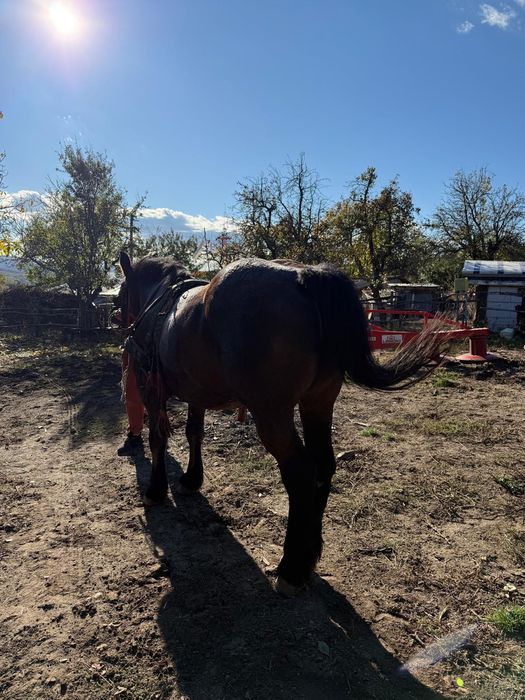 VÂND IAPA de 8 ani !