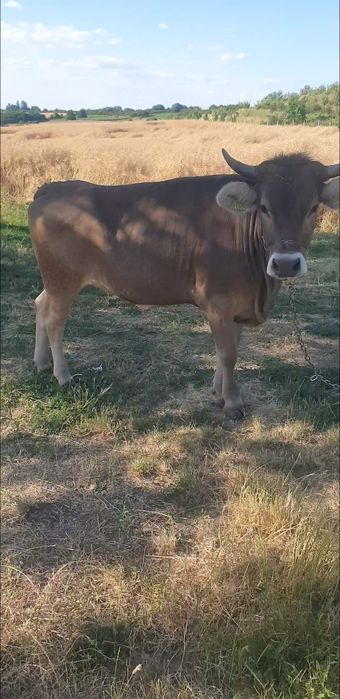 Bruna de maramures,de doi ani  la prima fatare gestanta in  6 luni.