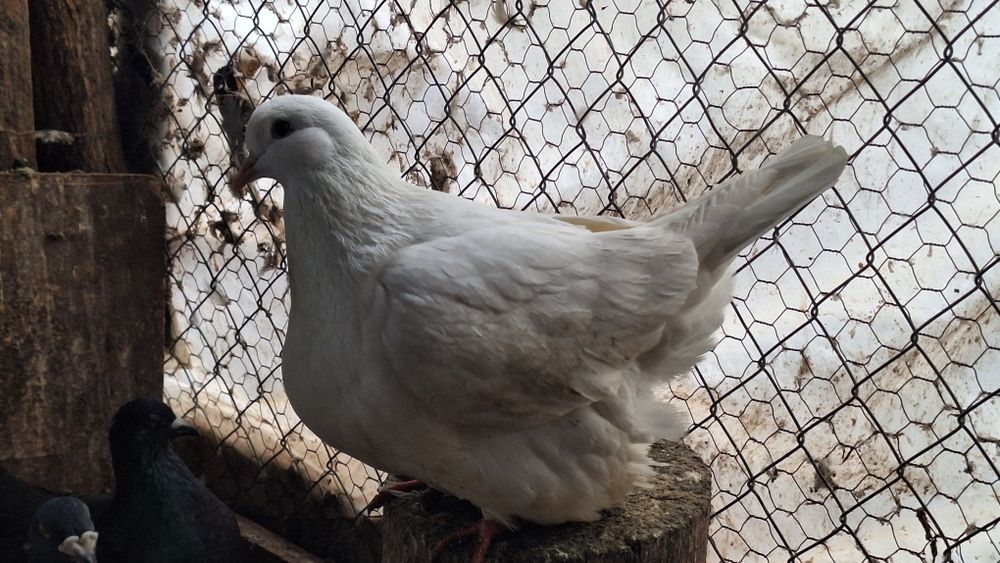 Mondain francez si gusat de pomerania de vânzare
