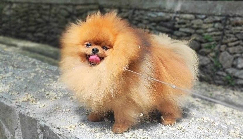 Pomeranian puiut,Pedigree FCI,Vaccinat,Deparazitat,Pașaport,Antirabic.