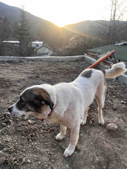 Подарявам кученца с майка от породата Рафейро де алентехо