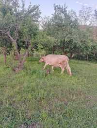 Vaca cu vitel in burta de vanzare