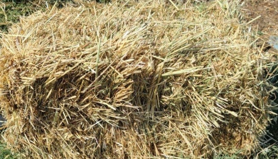 Beda biras Arpa aralashkan