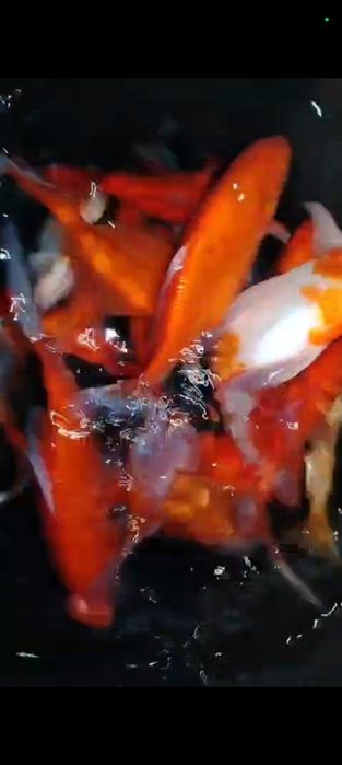 Caraș ornamental (Commeta gold fish)