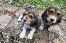 Beagle cu pedigree