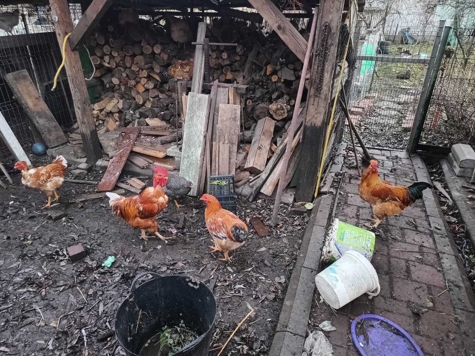 Vând cocos gat golas