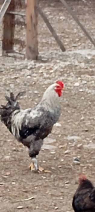 Cocoș Brahma,are 6 luni.