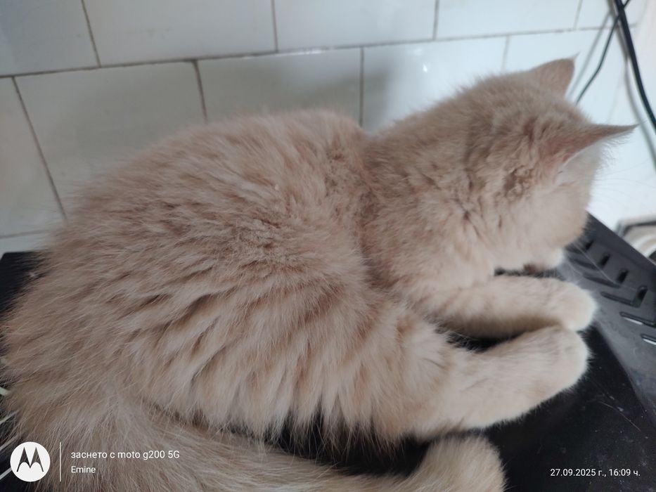 Британски котенца