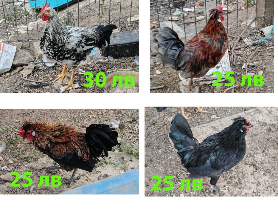 Продавам млади петлета
