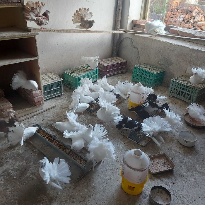 Продавам гълъби финерлии