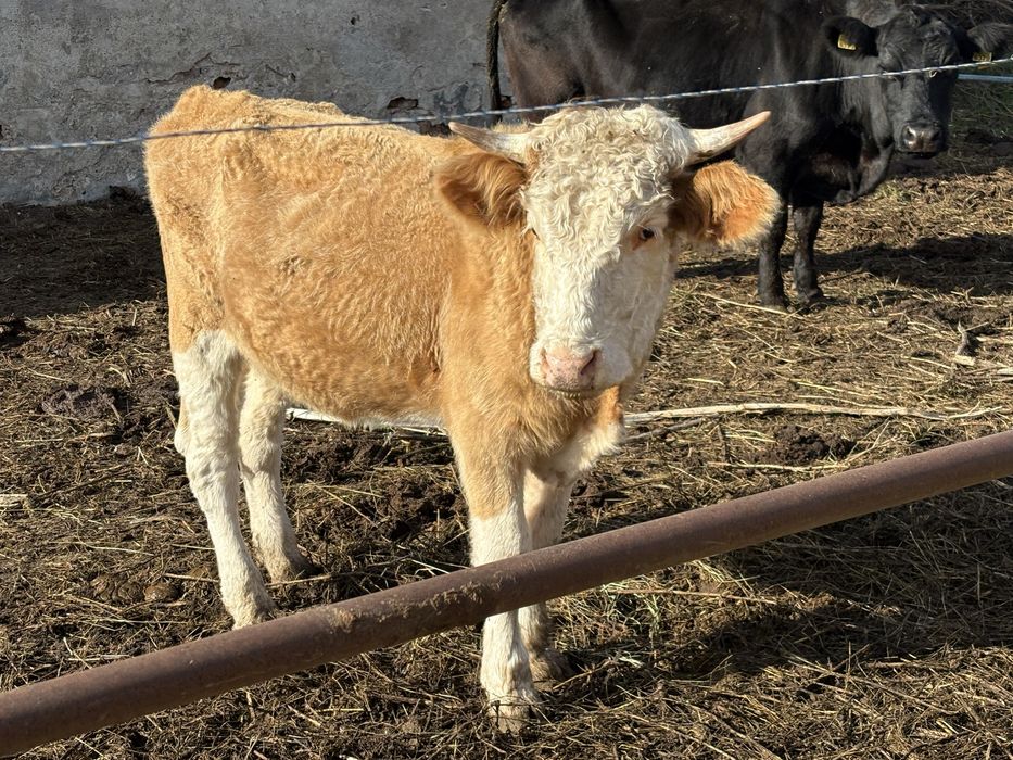 de vanzare vaci tinere si tauri