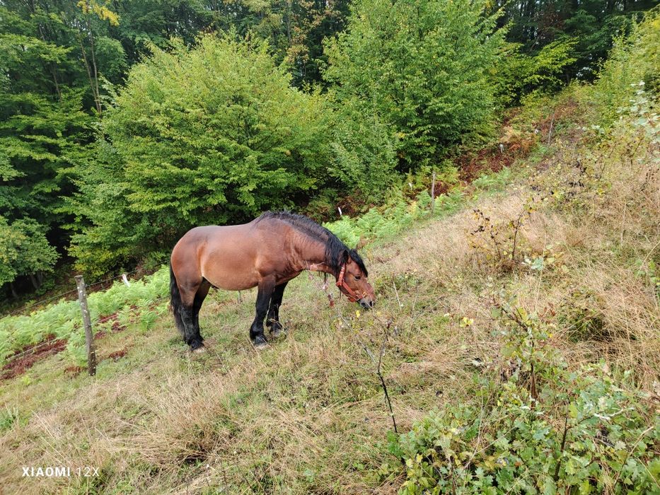 Vând armăsar foarte blând