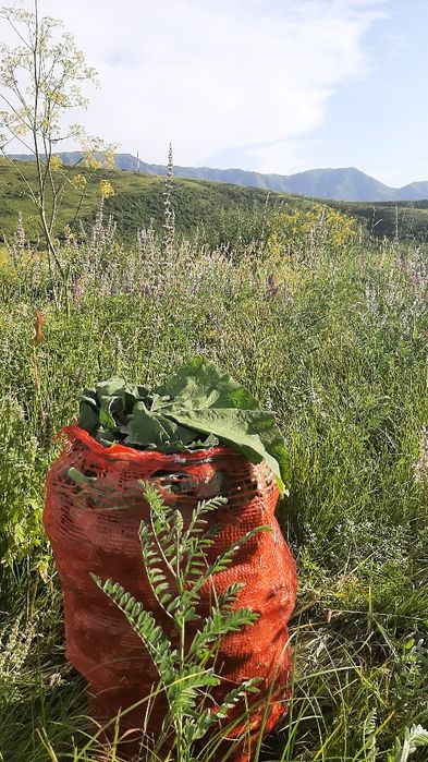 Сок лопуха майский свежевыжатый