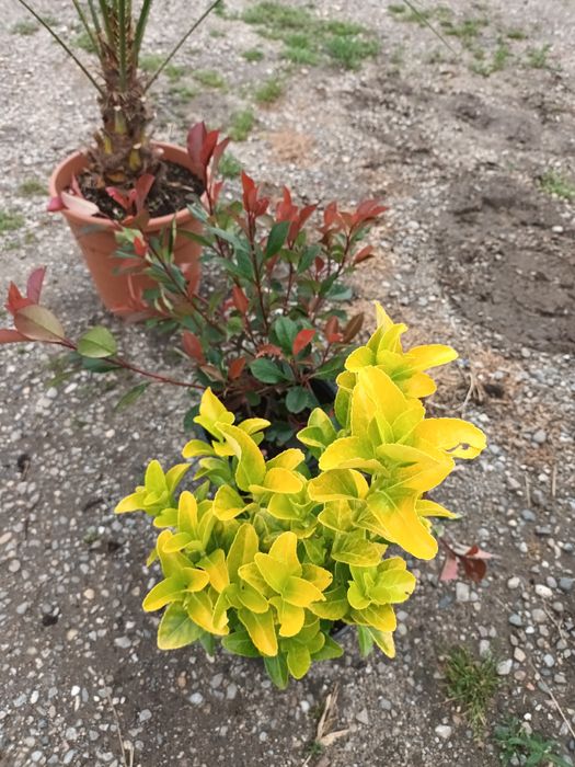 Euonymus El Dorado, gard viu vesnic verde/ plante ornamentale