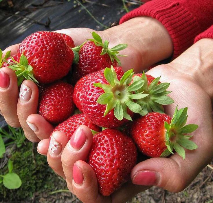 ВЕЛИКОЛЕПЕН Био Разсад Целогодишни Ягоди и Малини