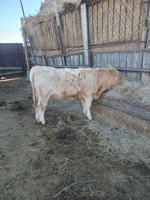 Продам КРС, телки