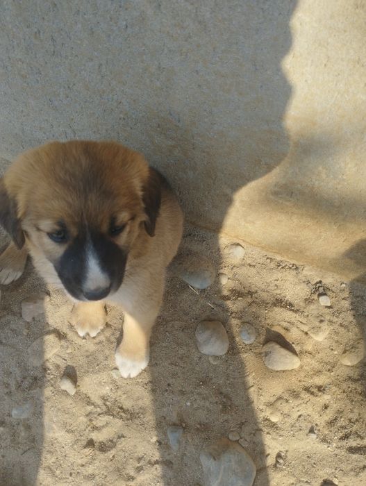 1 hafraga kafolat beradi