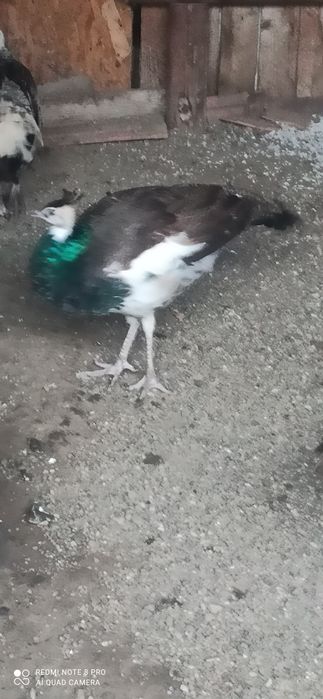 Păuni tineret umăr negru și arlechin 2025