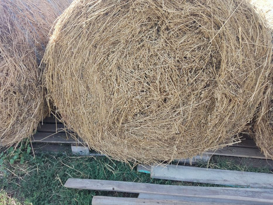 De vânzare baloti lucernă cu iarbă