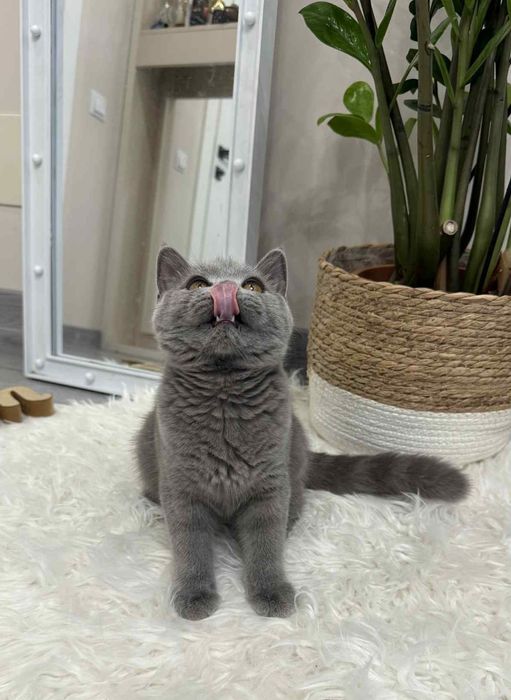 British Shorthair fetiță cu Pedigree 4 luni