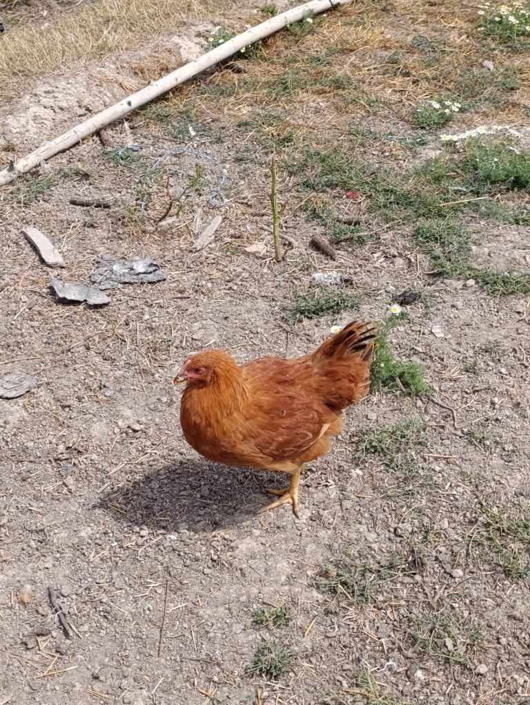 Găini, rațe și gâște!