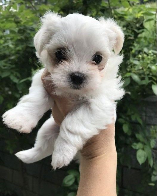 Bichon maltez mini toy