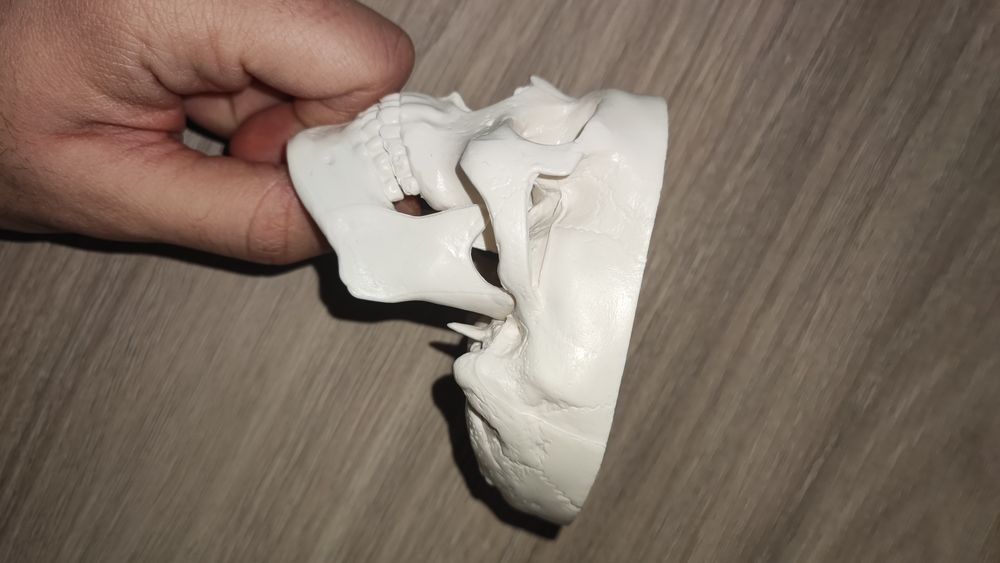 Анатомичен модел на череп