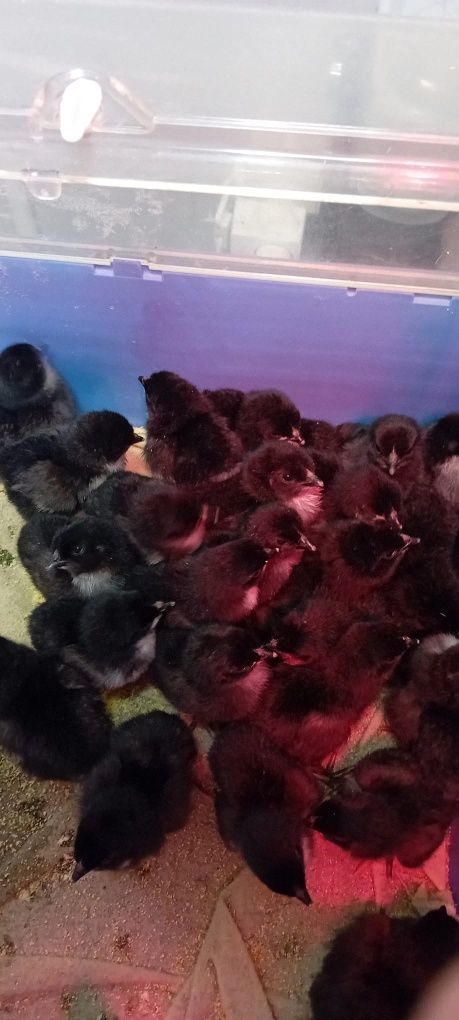 Vand pui rasa Australorp de o zi