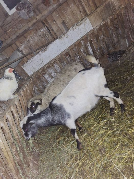 Vând o capră metiș saanen cu carpatin !