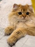 Скидка Вязка  котов Смузи сводка Срочно