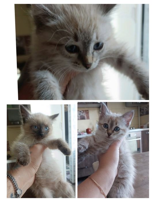 Отдам котят в хорошие добрые руки