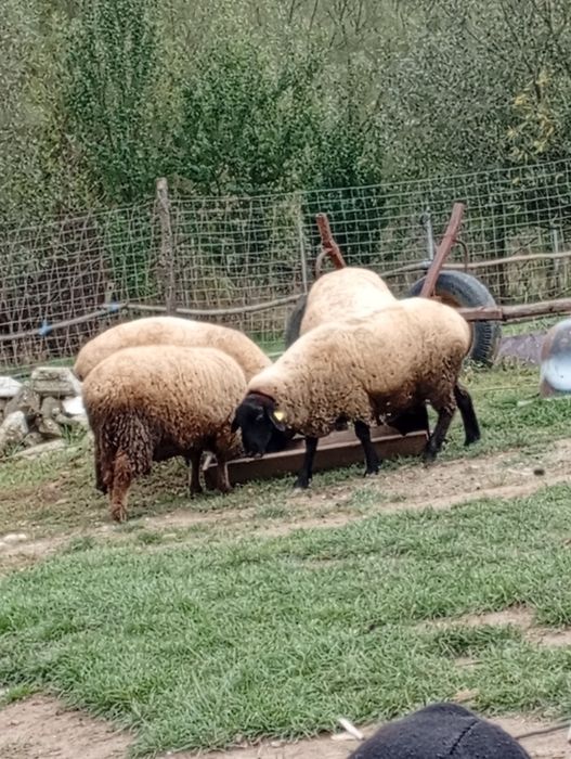 Oii de vânzare mai multe detalii ân pv sau la telefon