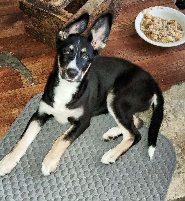 Красотка ищет дом