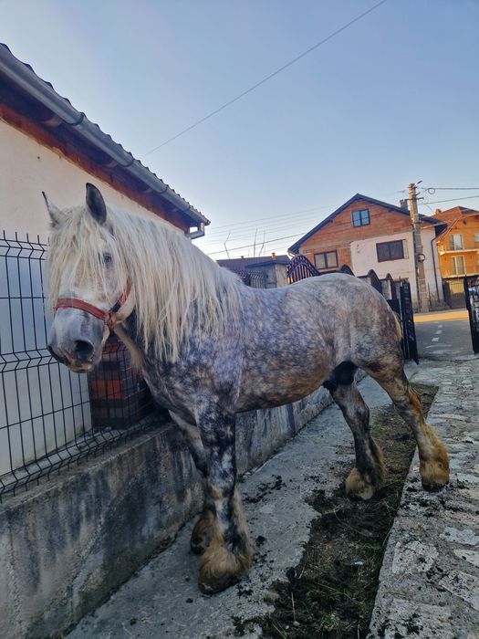 armasar de 6 ani