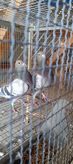 De vânzare porumbei voiajori