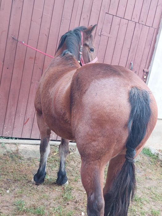 Vând Mânză de 3 Ani ..