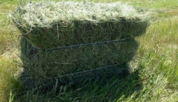 Сено тюками доставка