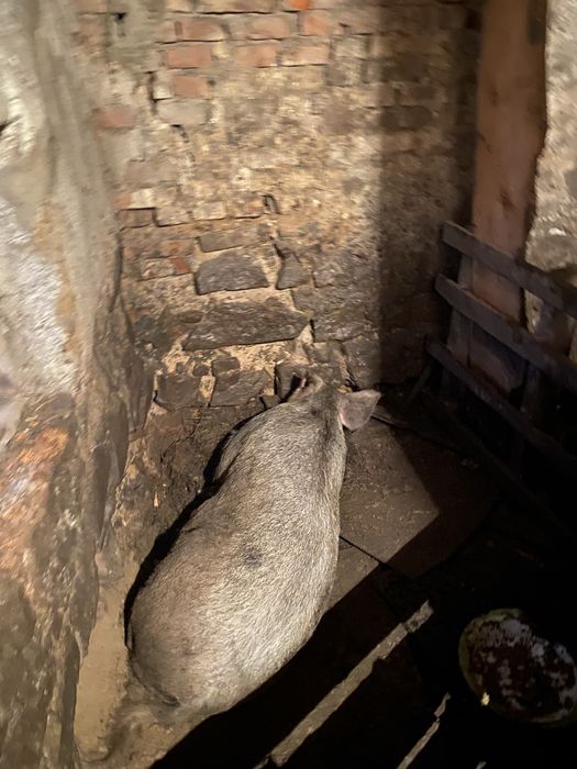 Продам кобана на потомство дюрок