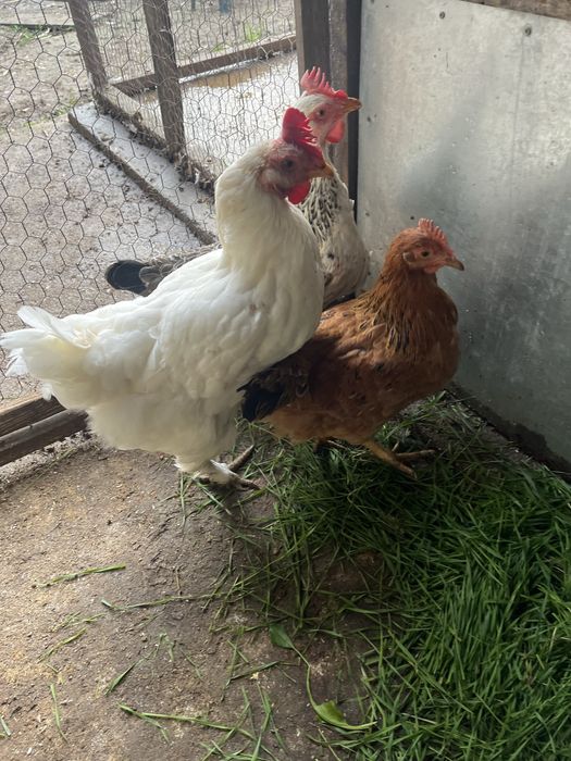 Găini de țară din 2024