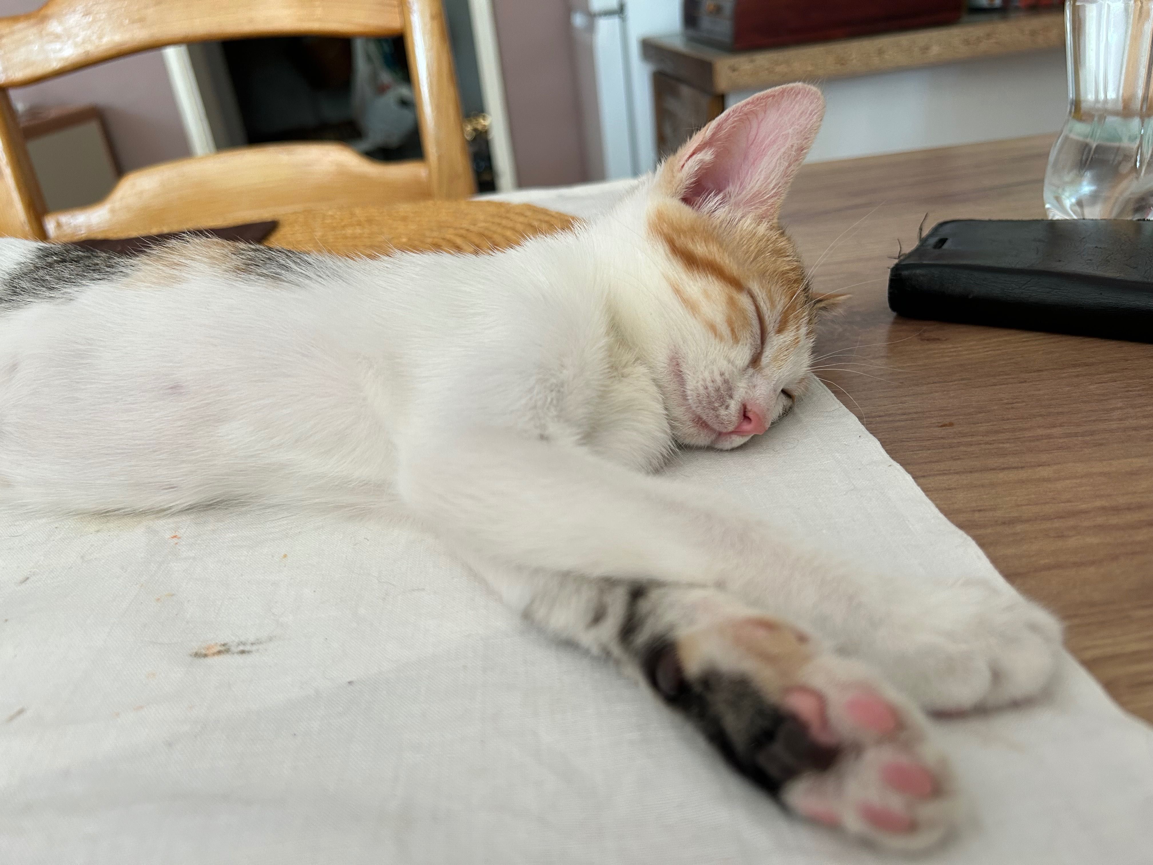 Подарявам малки котенца