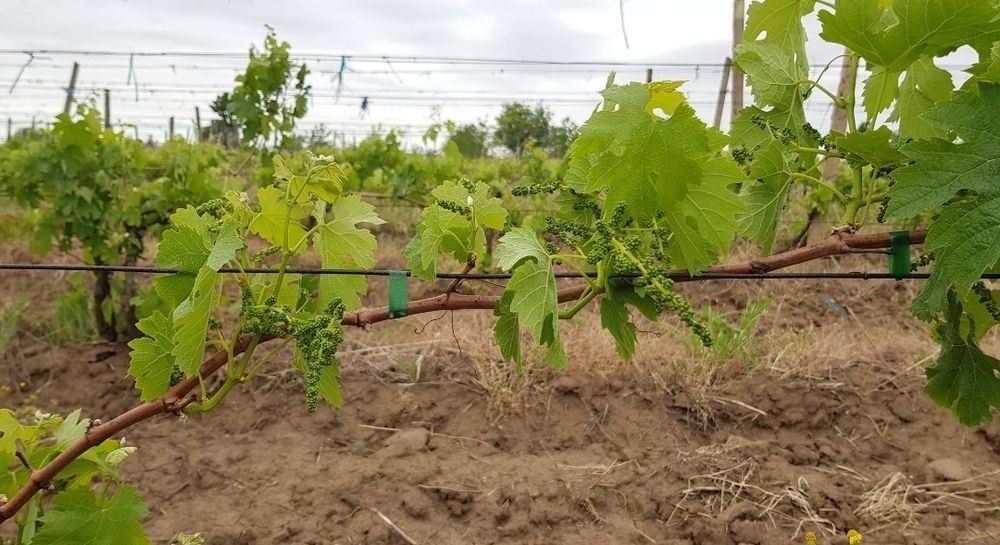 STRUGURI ȘI MUST Merlot 100% Dealu Mare  Rose și Roșu  din 2025 25 Aug