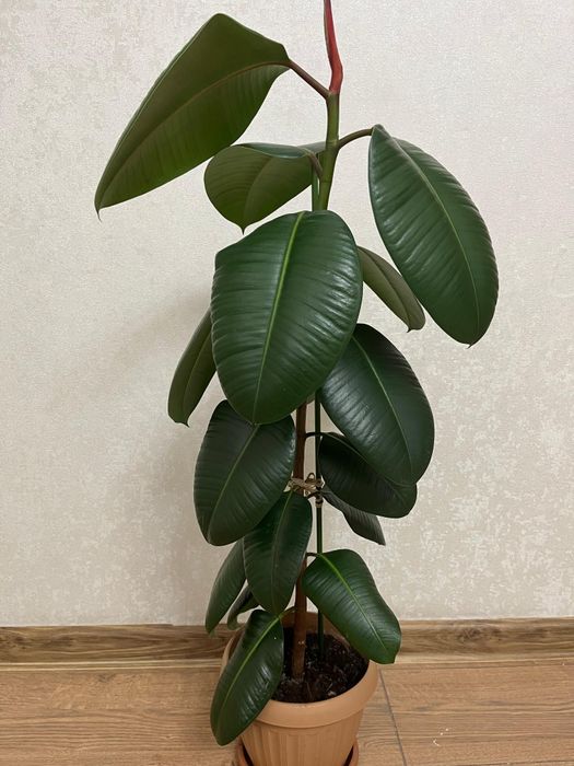 Продам фикус комнатное растение