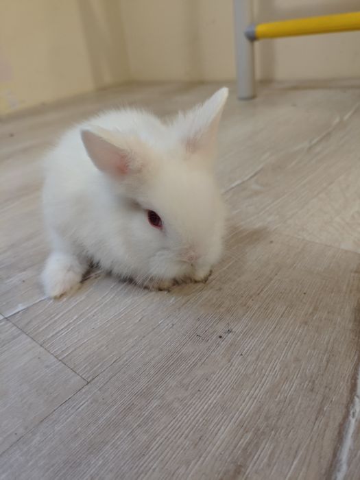 Декоративно зайче Лъвска глава Мини зайче