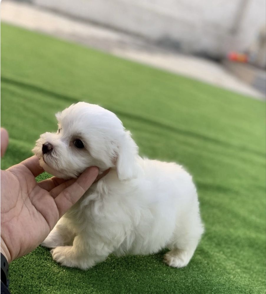 bichon maltez mini toy