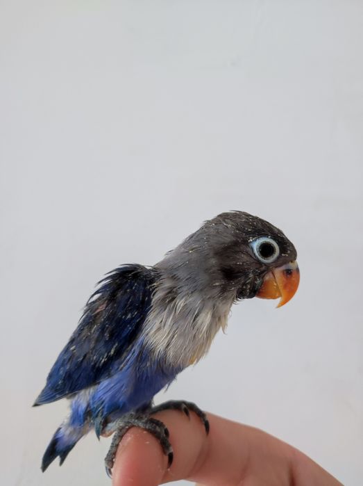 Ruchnoy popugay kõk maska sotiladi