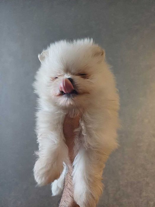 Померанский Шпиц