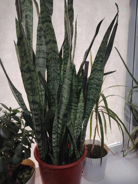 Тещин язык (сансевиерия)