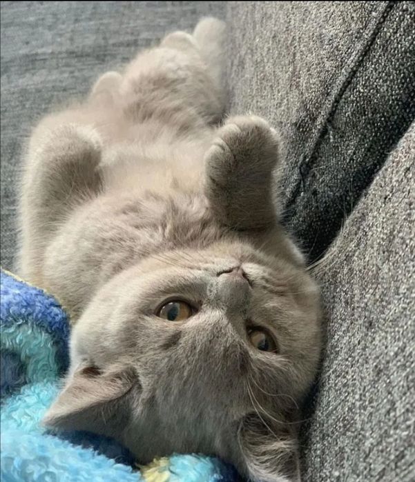 Британские котята