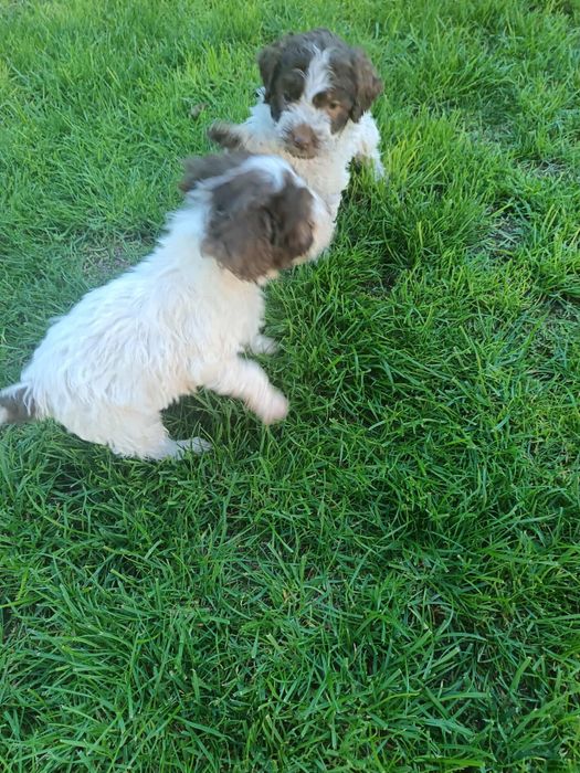 Чистокръвни лагото